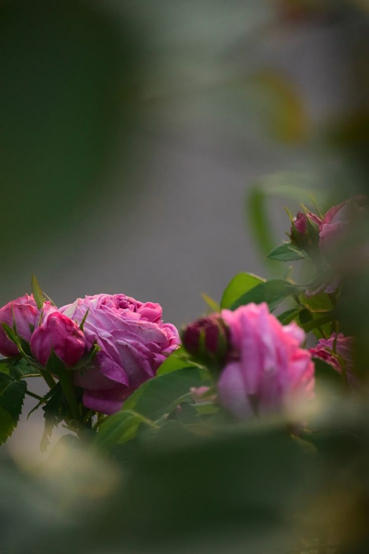 Natallia_Planet tweet media