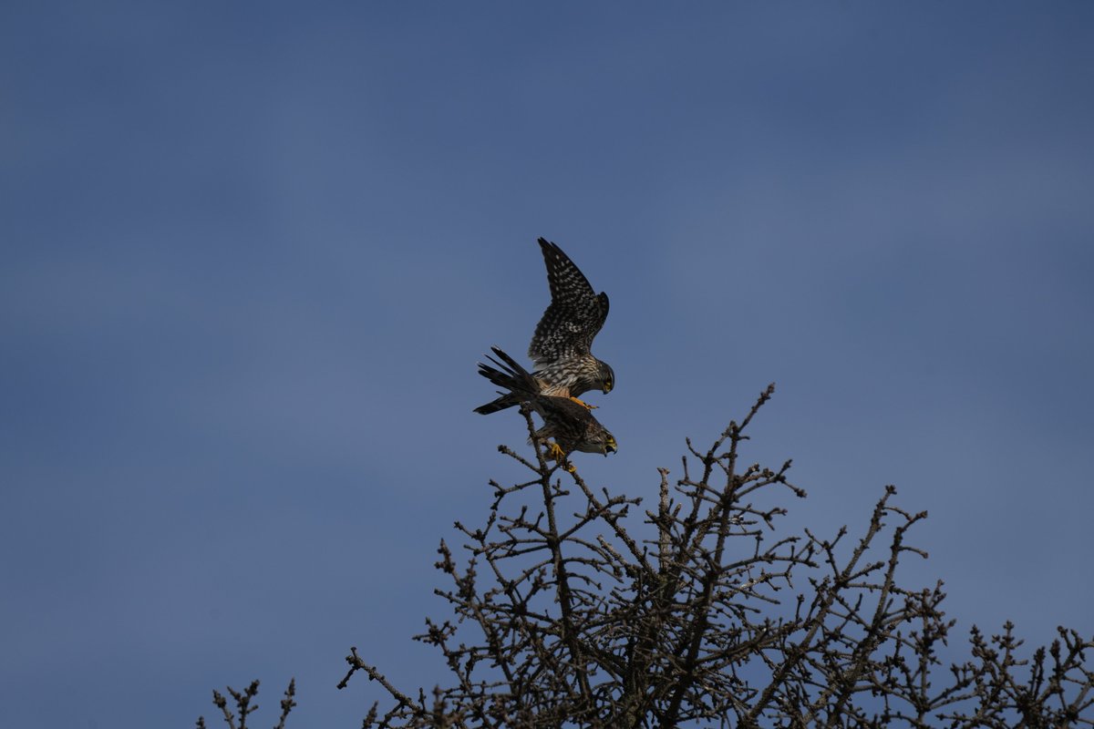 gnatmaster tweet media