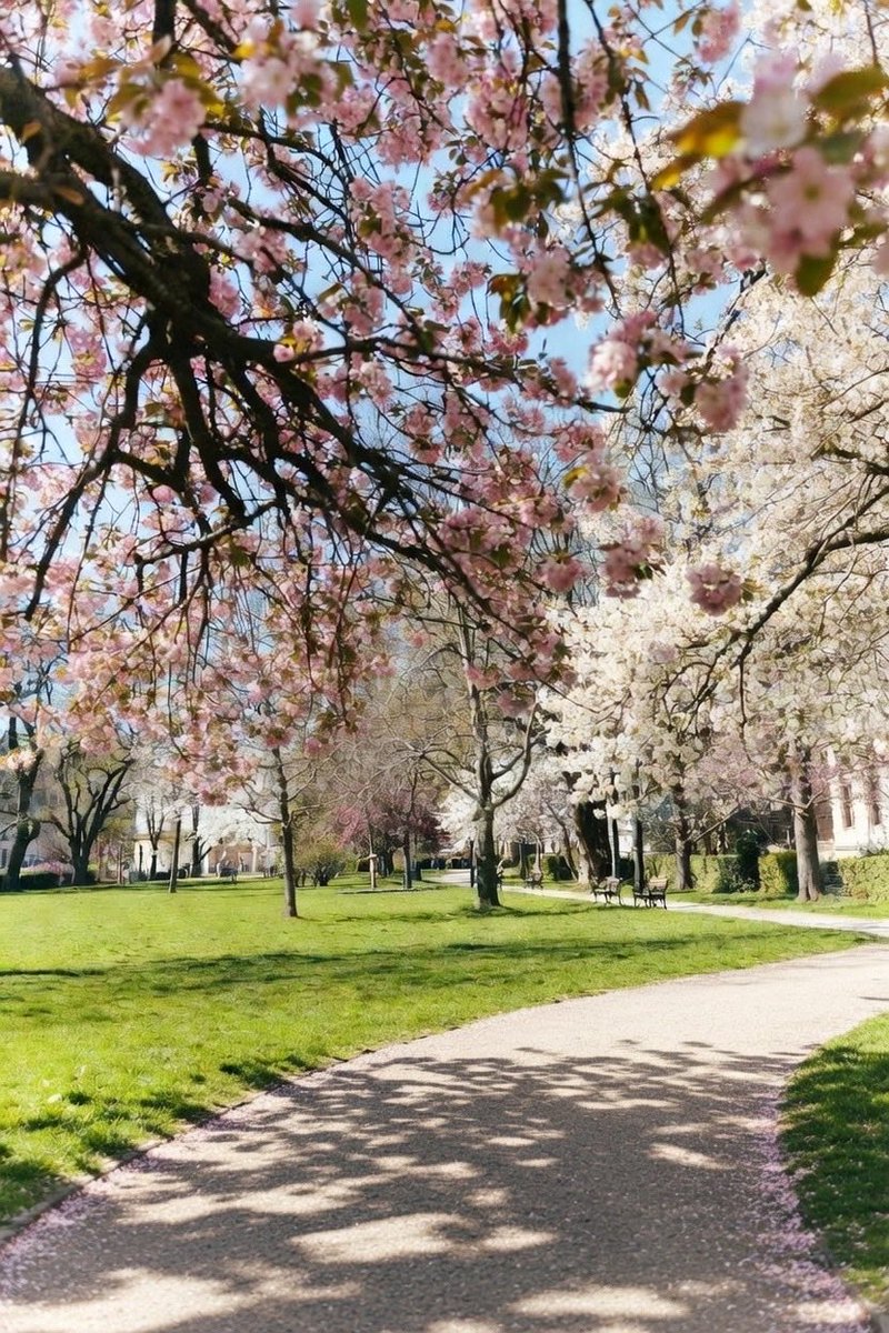 さいふぁ〜JPの人捲オールイン🇯🇵 tweet media