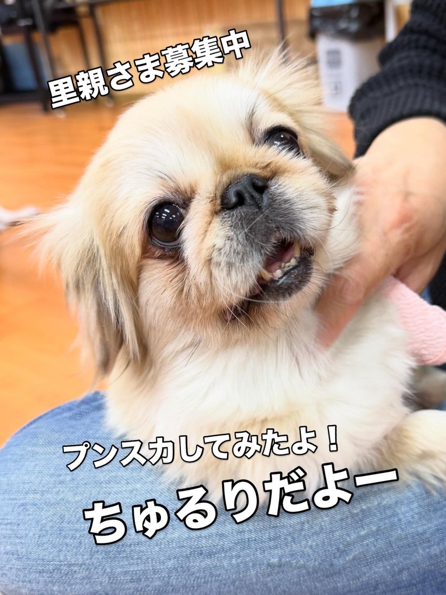 保護犬パーク長居店&トリミングサロン（ラブファイブ:保護犬カフェ系列） tweet media