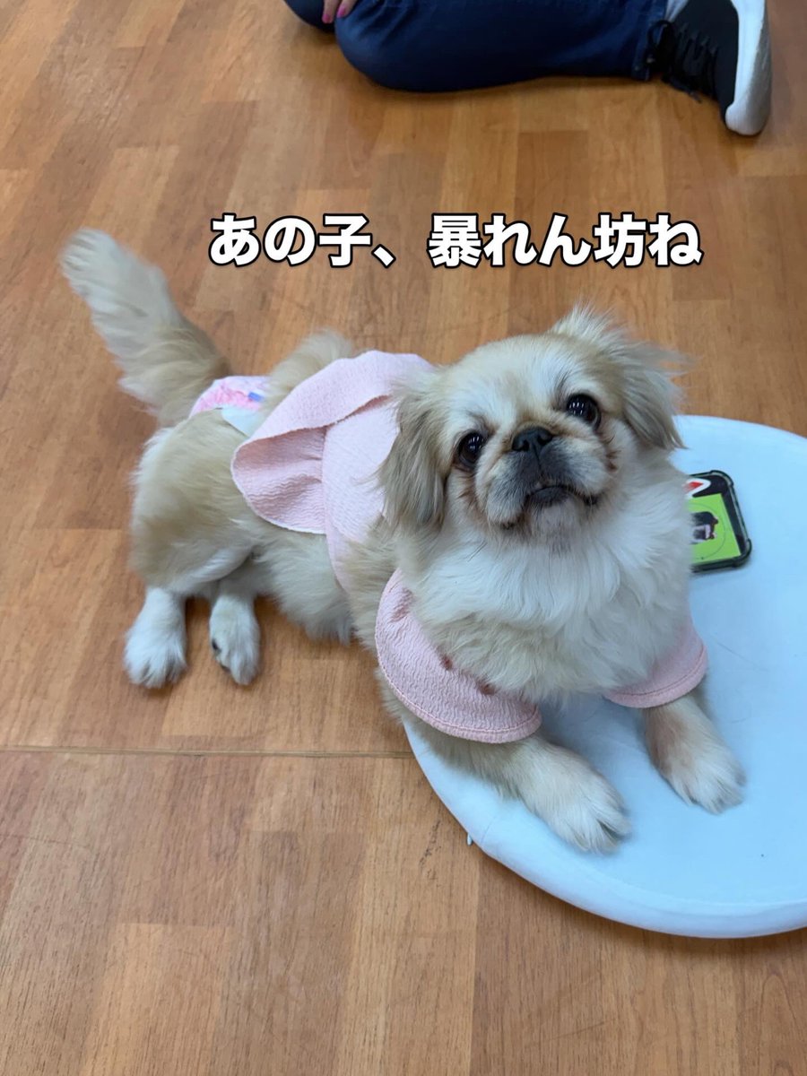 保護犬パーク長居店&トリミングサロン（ラブファイブ:保護犬カフェ系列） tweet media
