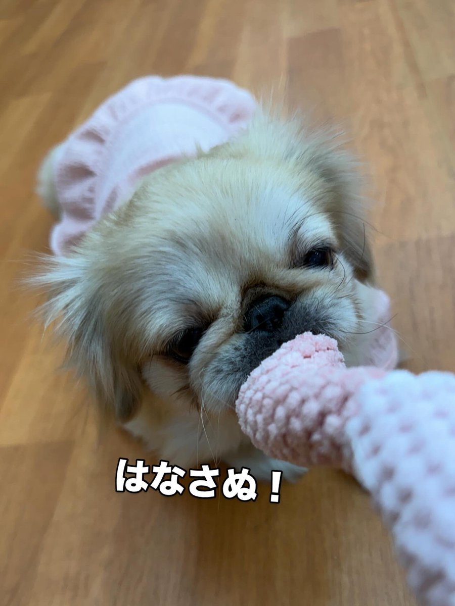 保護犬パーク長居店&トリミングサロン（ラブファイブ:保護犬カフェ系列） tweet media