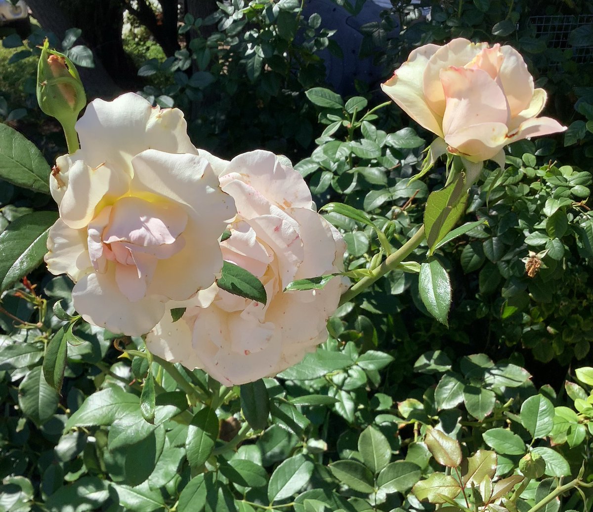 Ron Jones tweet media