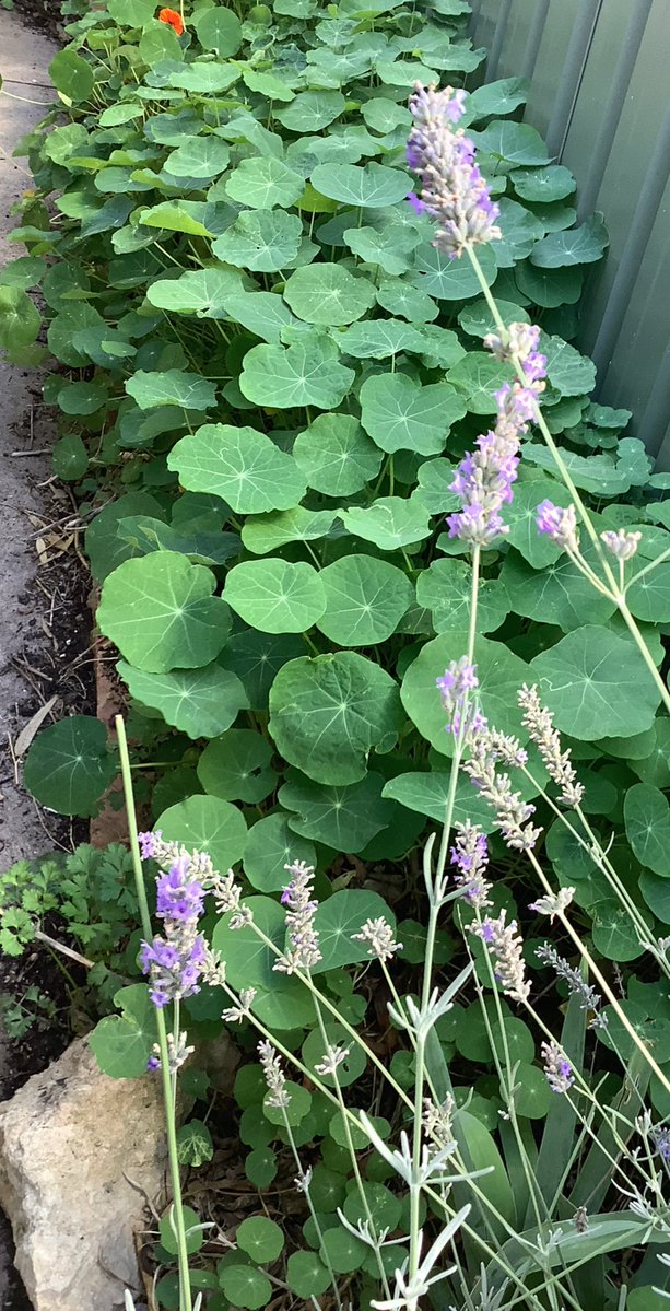 Ron Jones tweet media