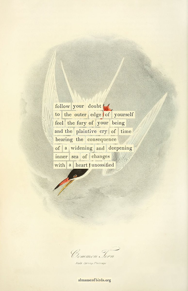 Maria Popova tweet media