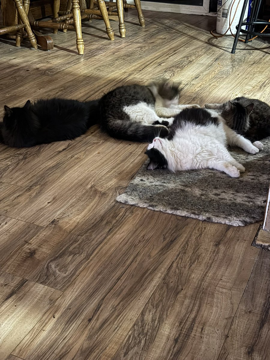 Carl, STFU 🇺🇸 tweet media