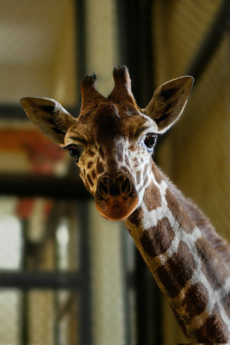 EstiloDF tweet media