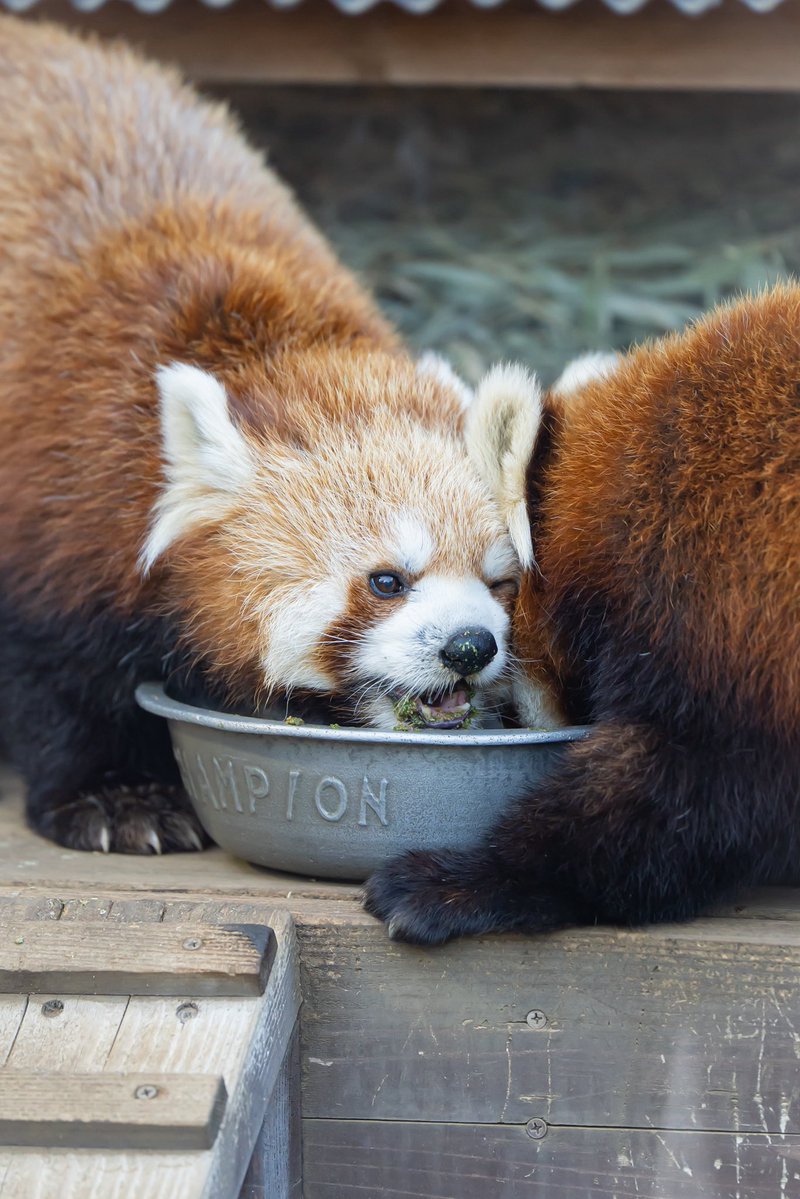 るん🐾 tweet media