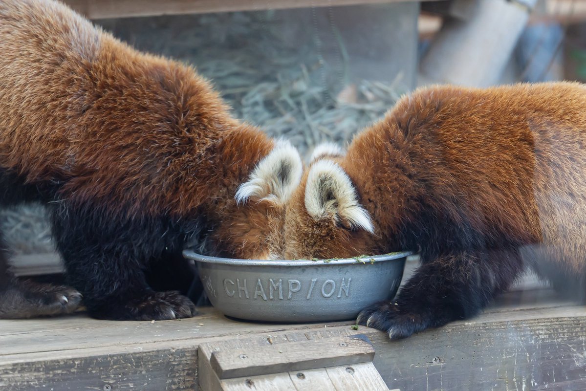 るん🐾 tweet media