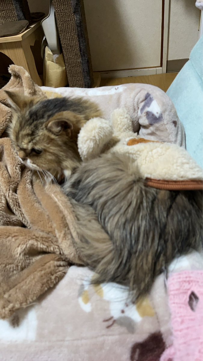 ジュンコ tweet media