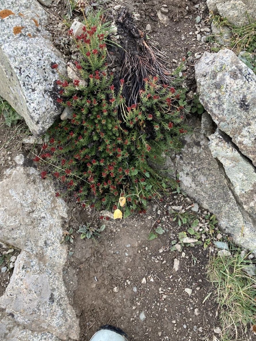 Maksim Subota tweet media