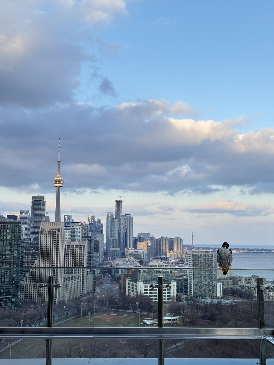 Alex Balikoti tweet media