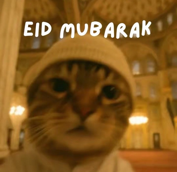 Halo 🥷 tweet media