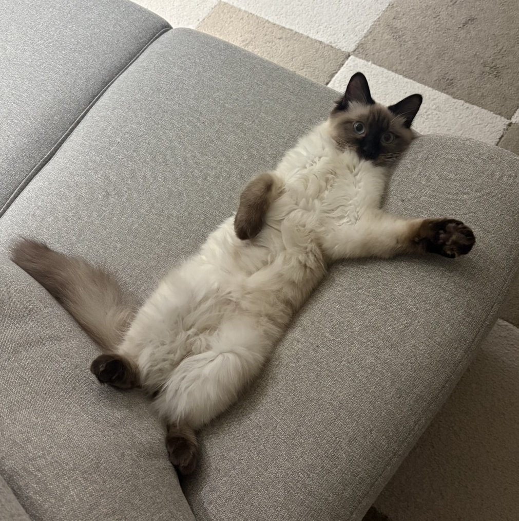 8daim_ko's tweet photo. 夫が撮ったうちの猫がめちゃくちゃ良い感じだったのでGeminiで雑コラしました
#猫のいる暮らし 
#猫好きさんと繋がりたい https://t.co/flNX651M3o
