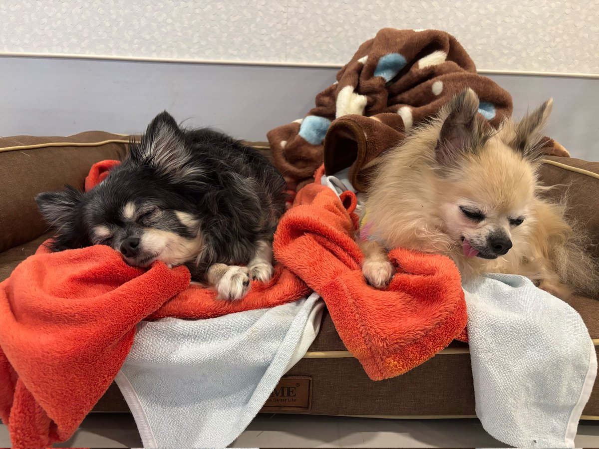 老犬介護ホームろうたす tweet media