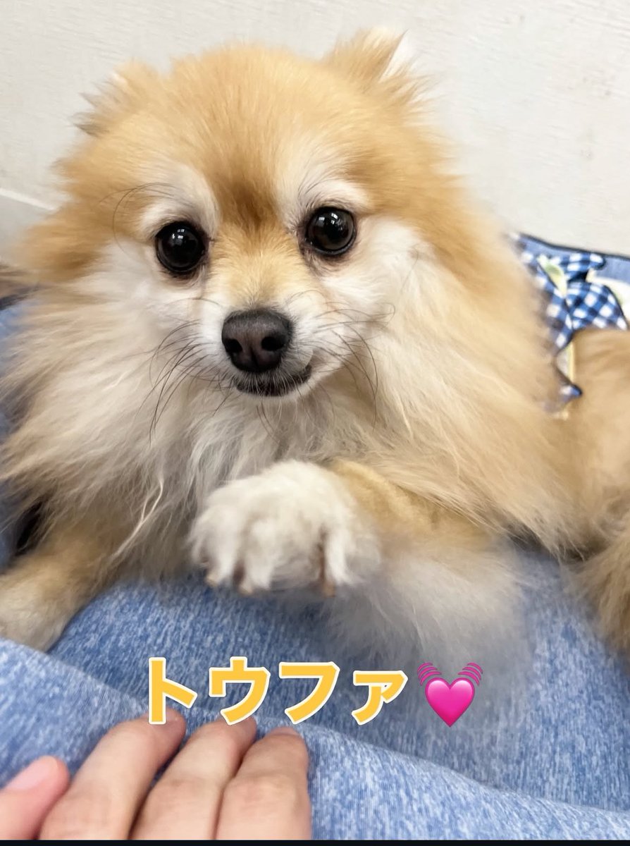 保護犬カフェ®︎寺田町店(ラブファイブ) tweet media