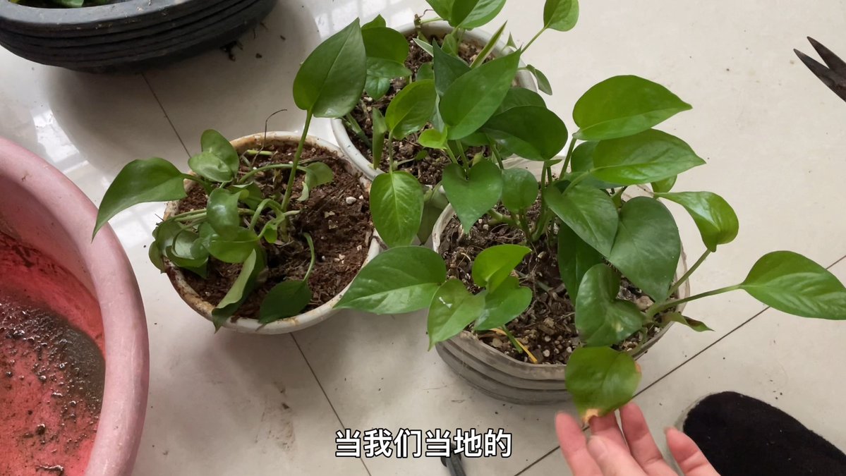 don dumlao tweet media