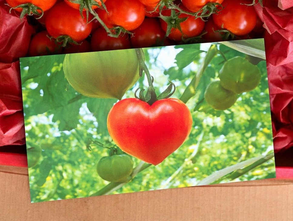 曽我農園＠ 闇落ちとまと 越冬トマトは毎年5月から7月までの販売です tweet media