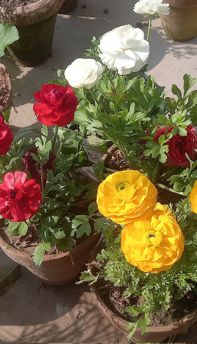 Nimra 🦋 tweet media