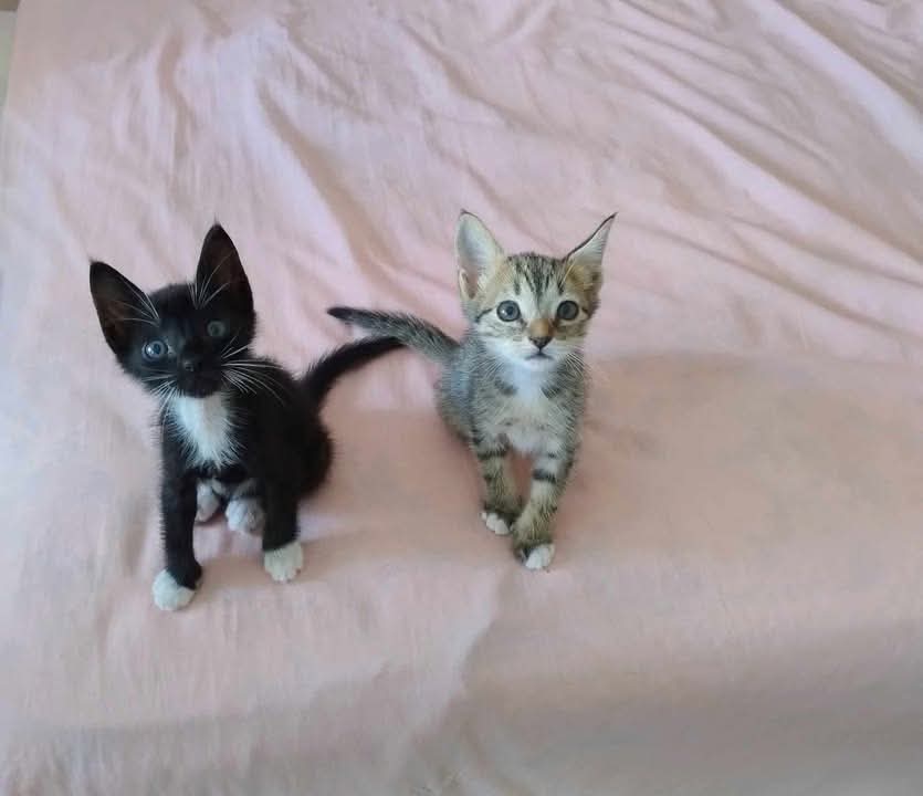 Fundación De Gatitos tweet media