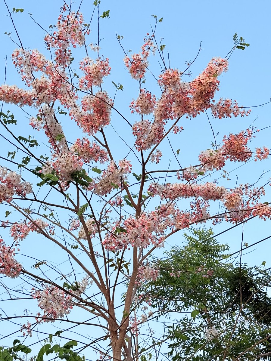 JLDY 🐈‍⬛🐸🐻‍❄️ tweet media