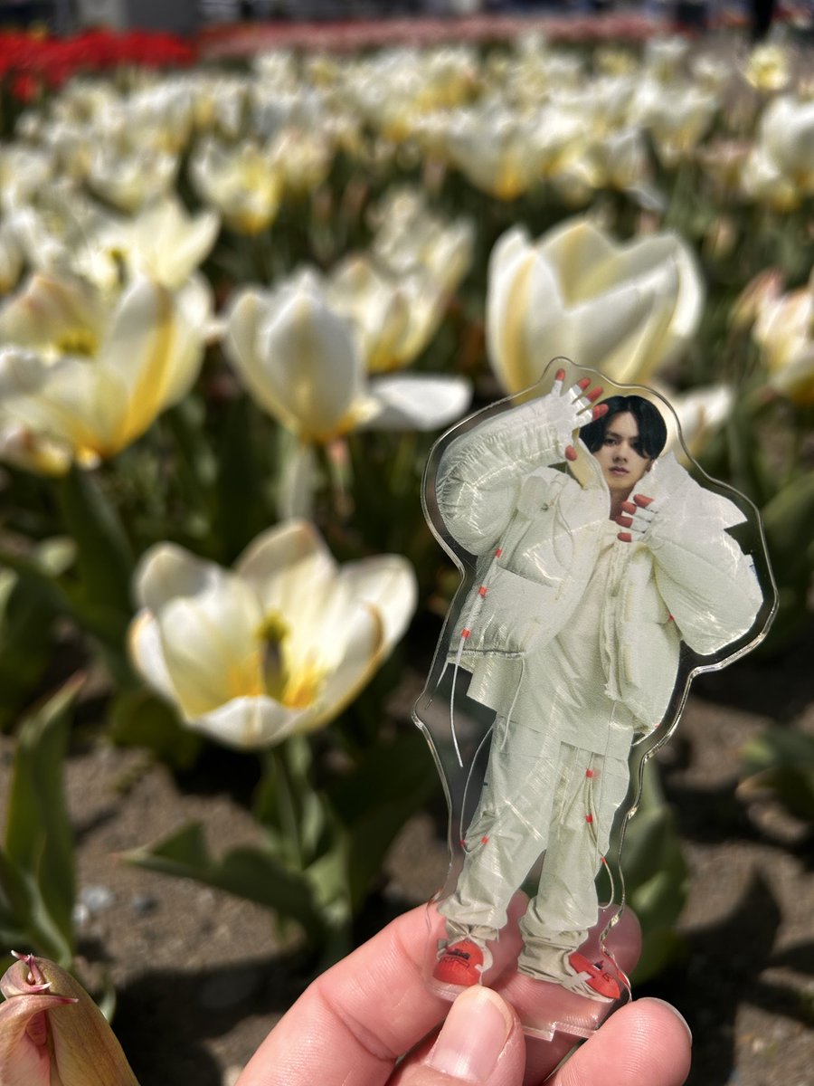 __yp0430's tweet photo. 平安神宮行けなかったので、チューリップ🌷見て推し活 https://t.co/QQUJDPrs49
