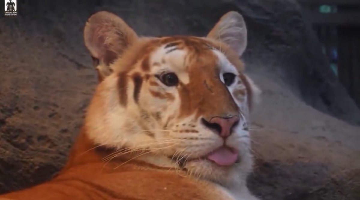 Sod off🇮🇷🇺🇸 tweet media