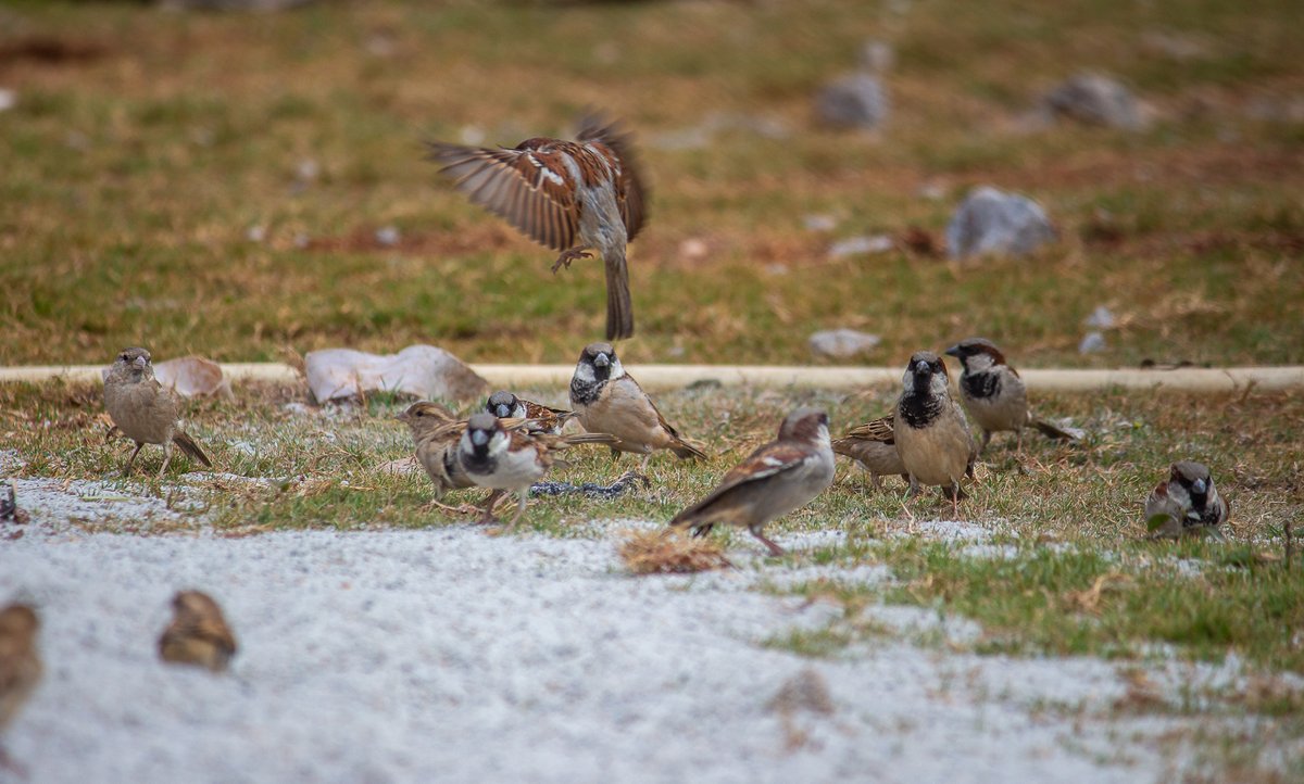 Pavan Prasad tweet media