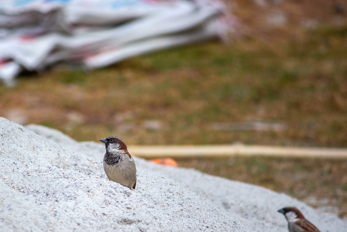 Pavan Prasad tweet media