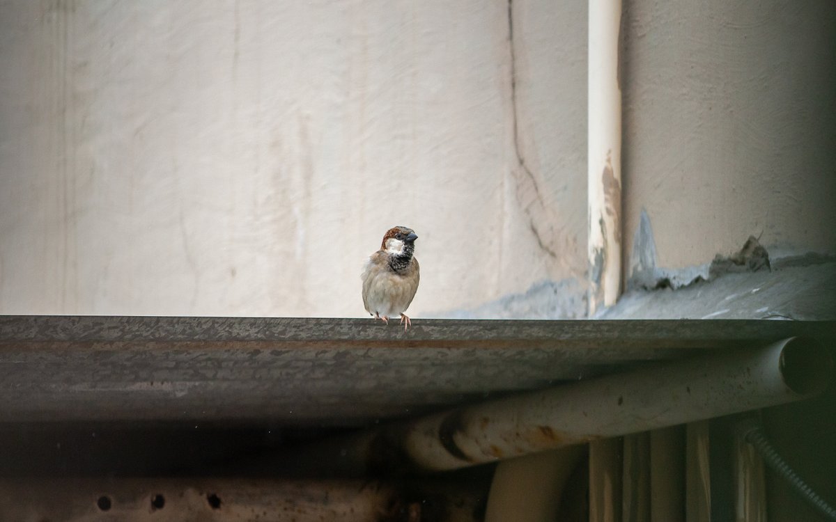 Pavan Prasad tweet media