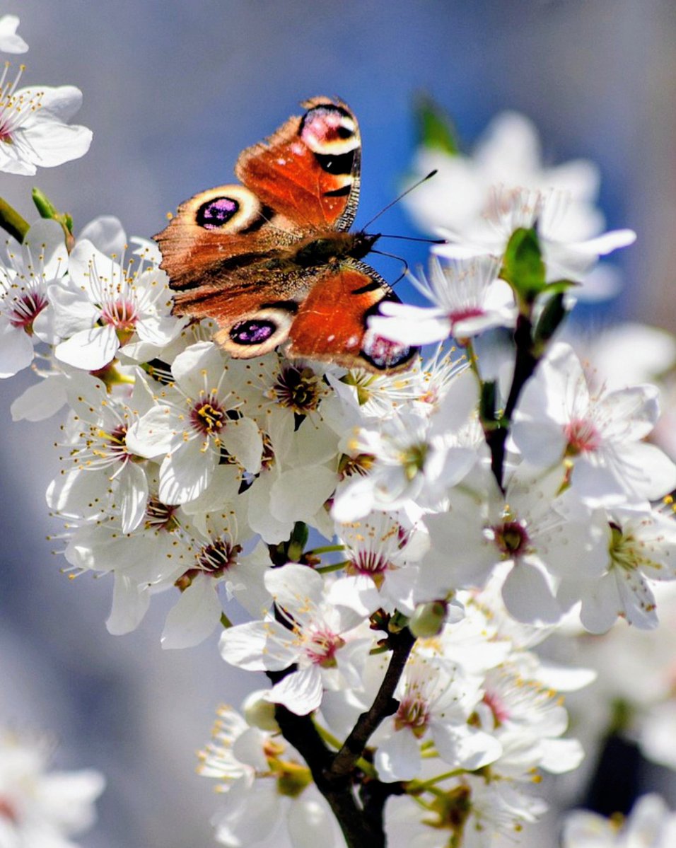 B🌹👋 tweet media