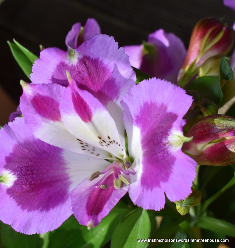Friday already. The few flowers there are last no more than a day in this oppressive heat ... except Alstroemeria. These are your #flowersonfriday  🙃
