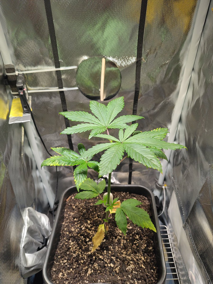 elvis immergrün aka pH Baxxter tweet media