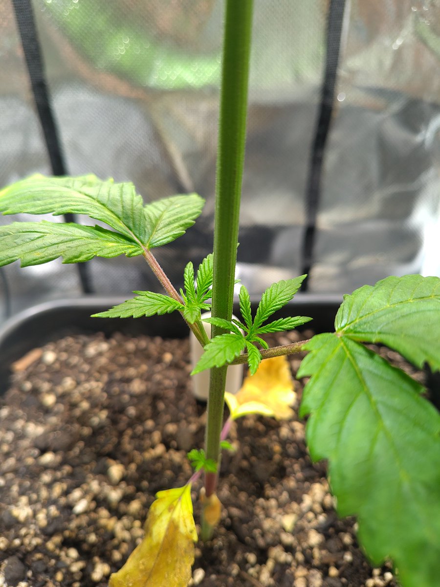 elvis immergrün aka pH Baxxter tweet media