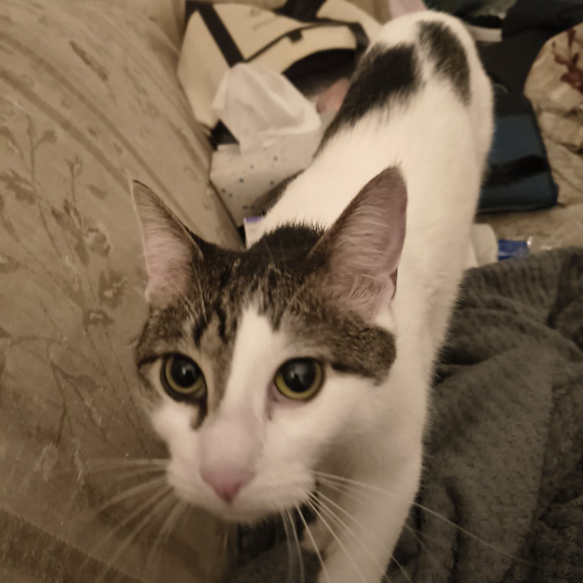 Lilith !! (transfem kokichi) tweet media