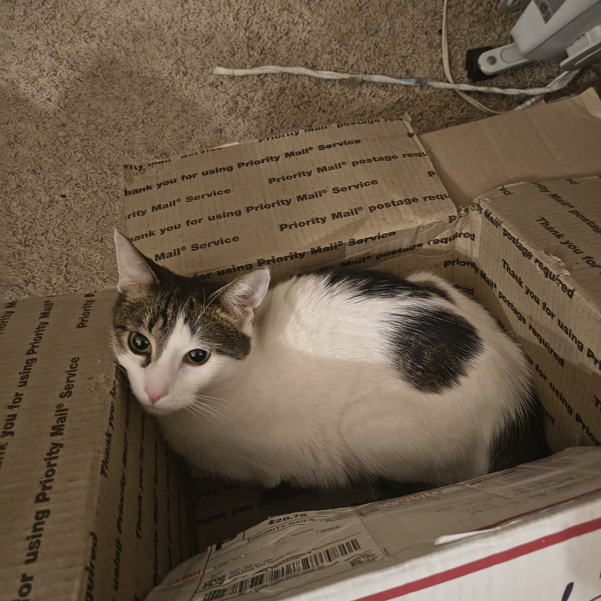 Lilith !! (transfem kokichi) tweet media