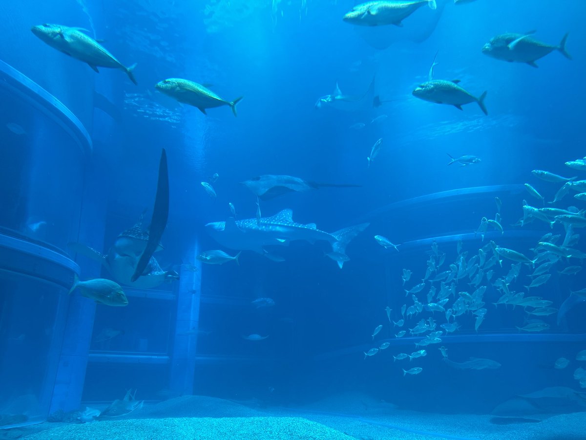 Razor 🦝💤 tweet media