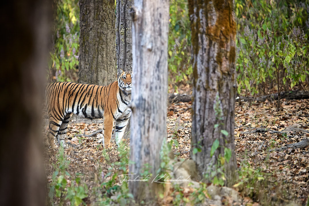 wildlifephototours tweet media