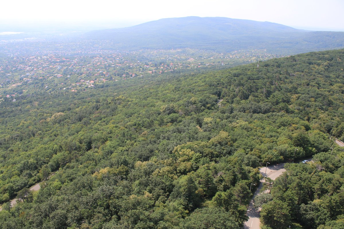 Adam Treeshepherd Rutsch tweet media