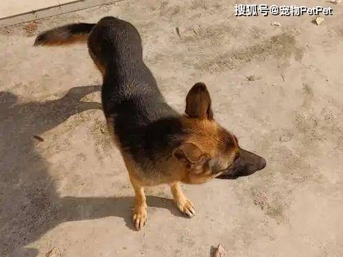 Gio Tiger tweet media