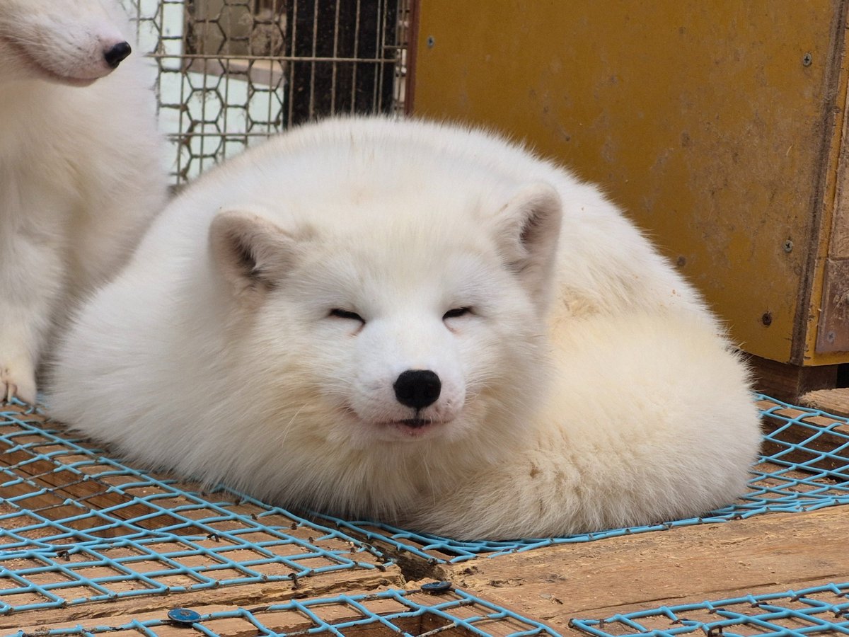 宮城蔵王キツネ村(公式)🦊 tweet media