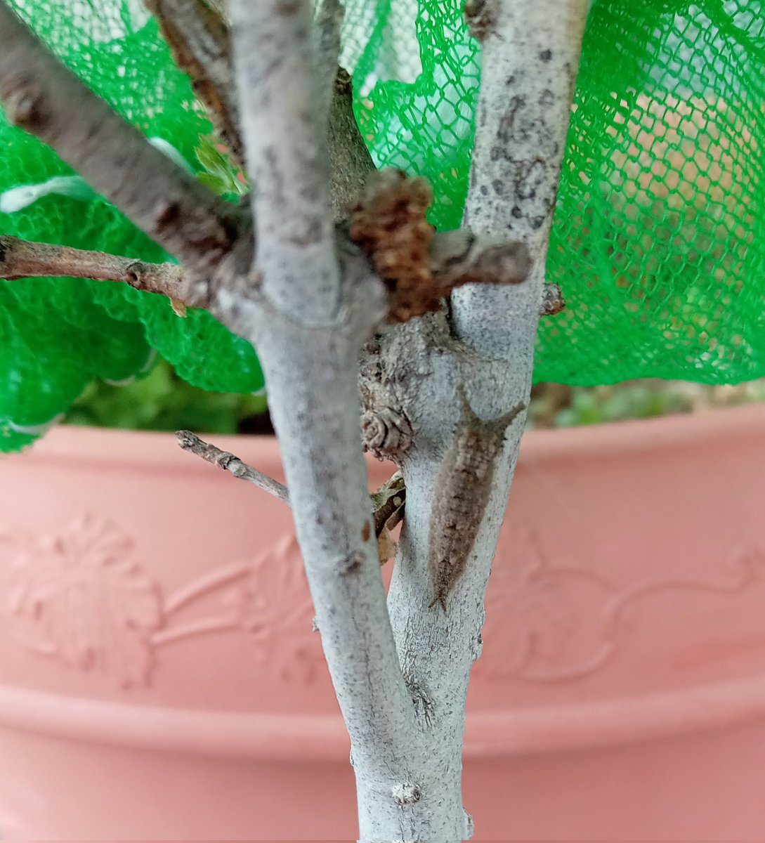 わさび@ちょうちょまんが家 tweet media