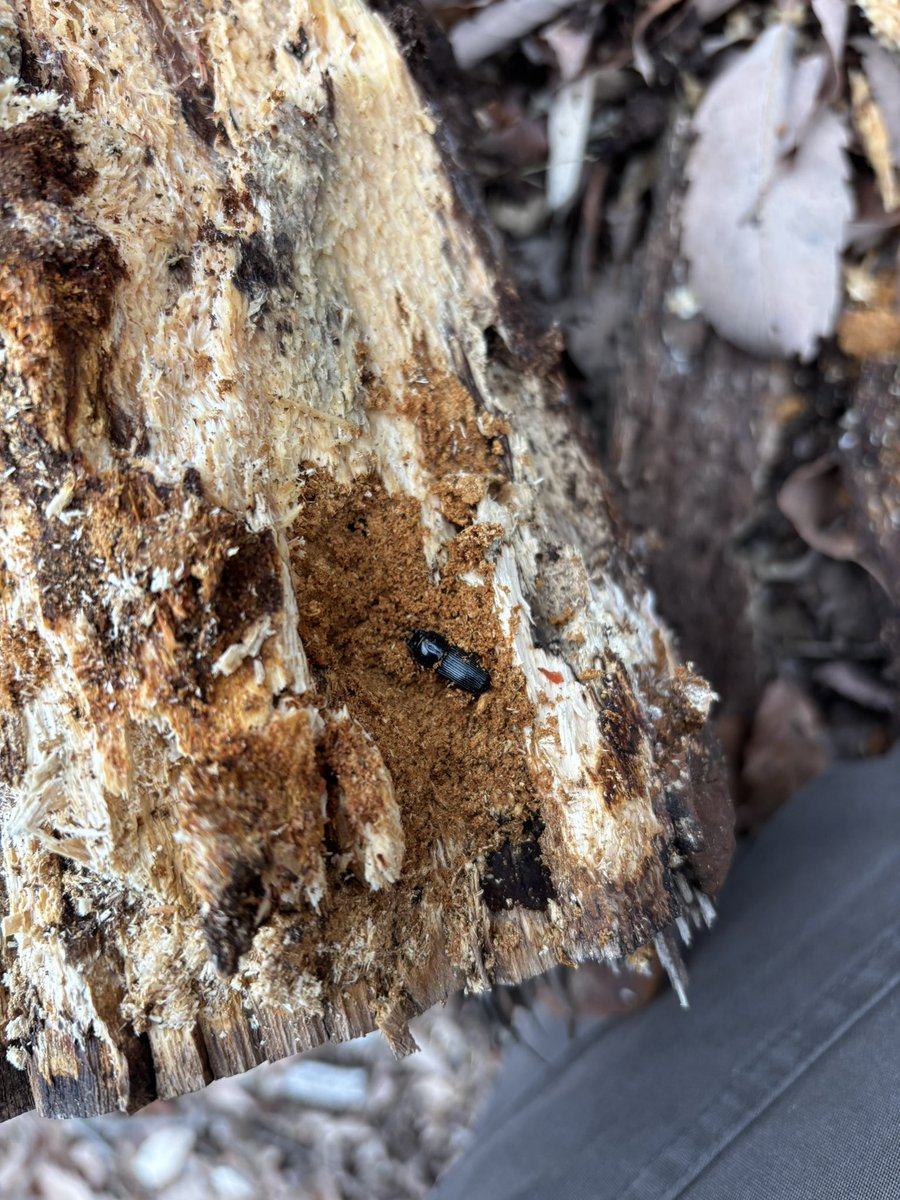 りっひー tweet media