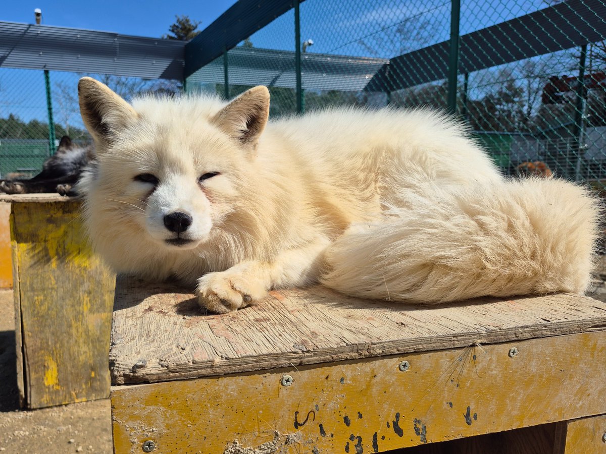 宮城蔵王キツネ村(公式)🦊 tweet media