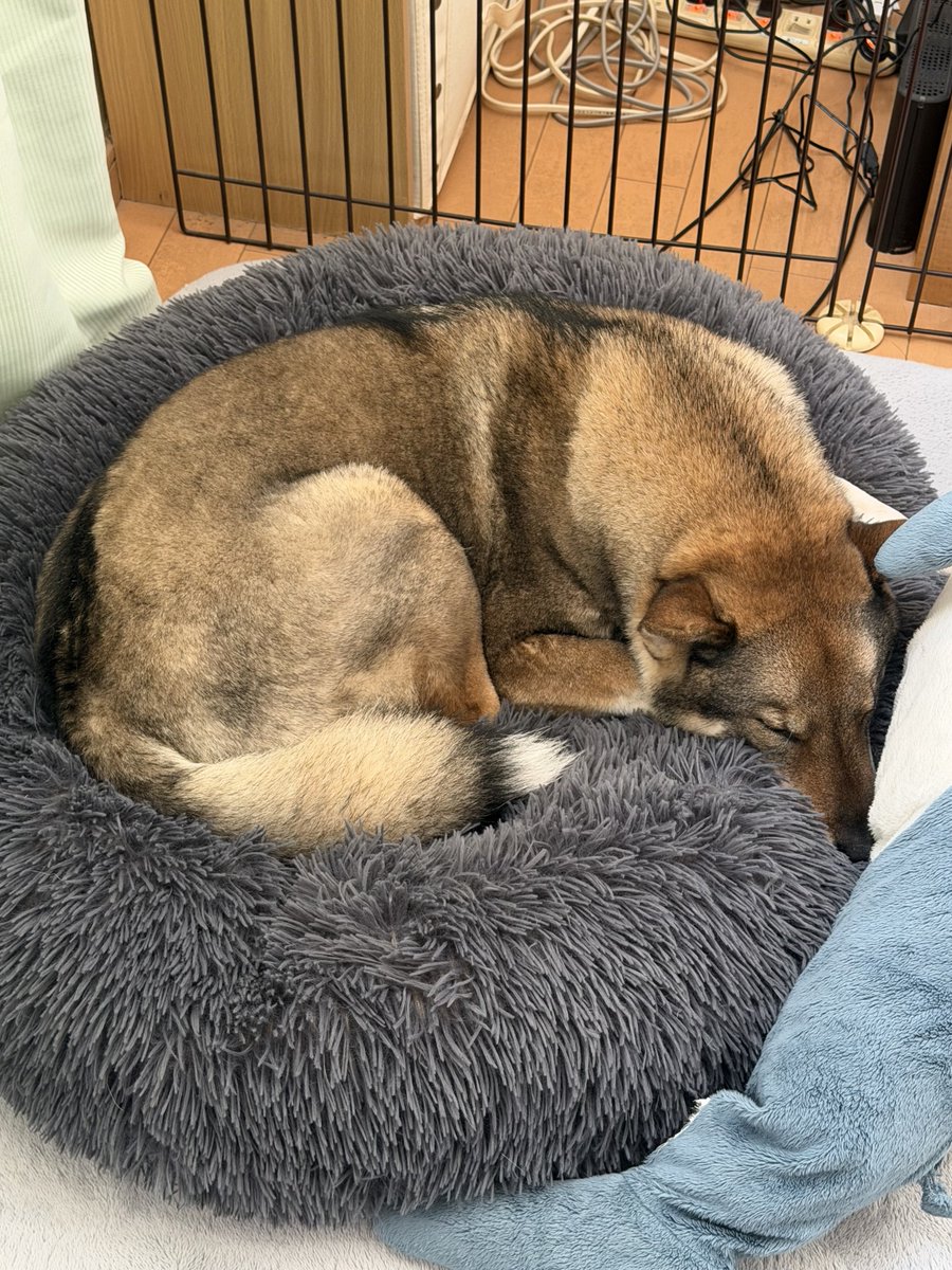 kichitada tweet media