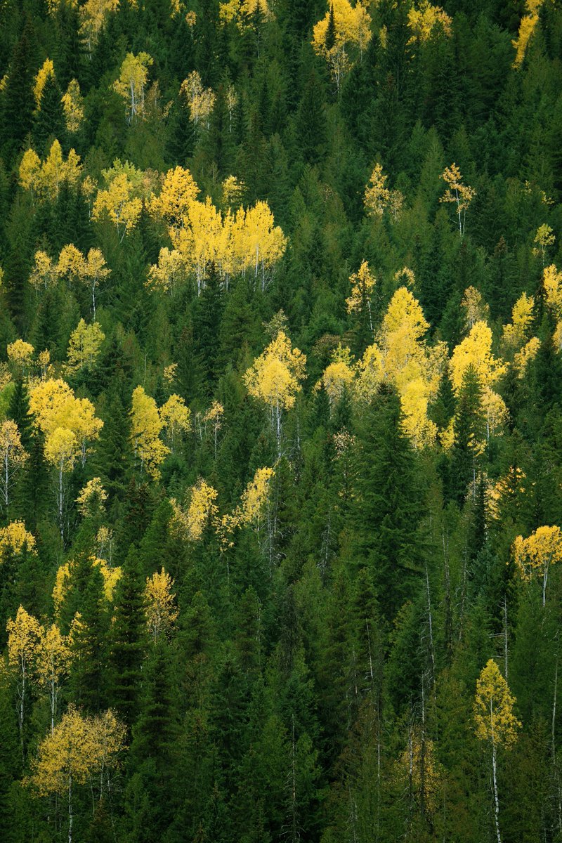 purenature_1's tweet photo. Golden pops in the green ✨🌿🍃 #Forest https://t.co/fy01L2kopS