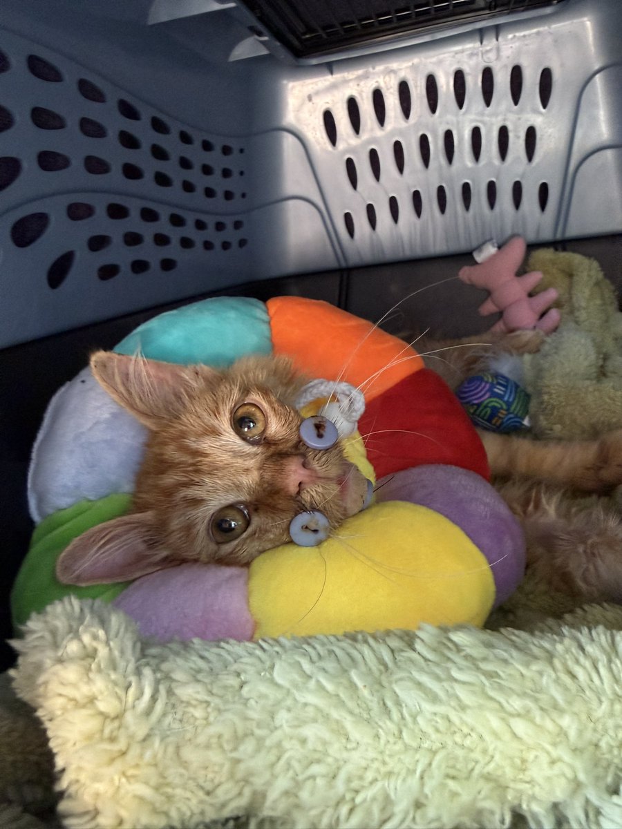 Friends of Bear Cat Rescue tweet media