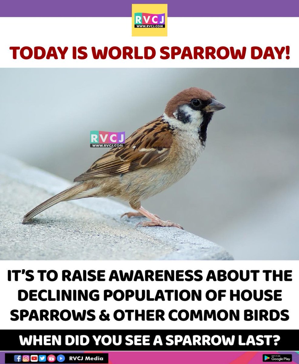 World Sparrow Day!!🐦