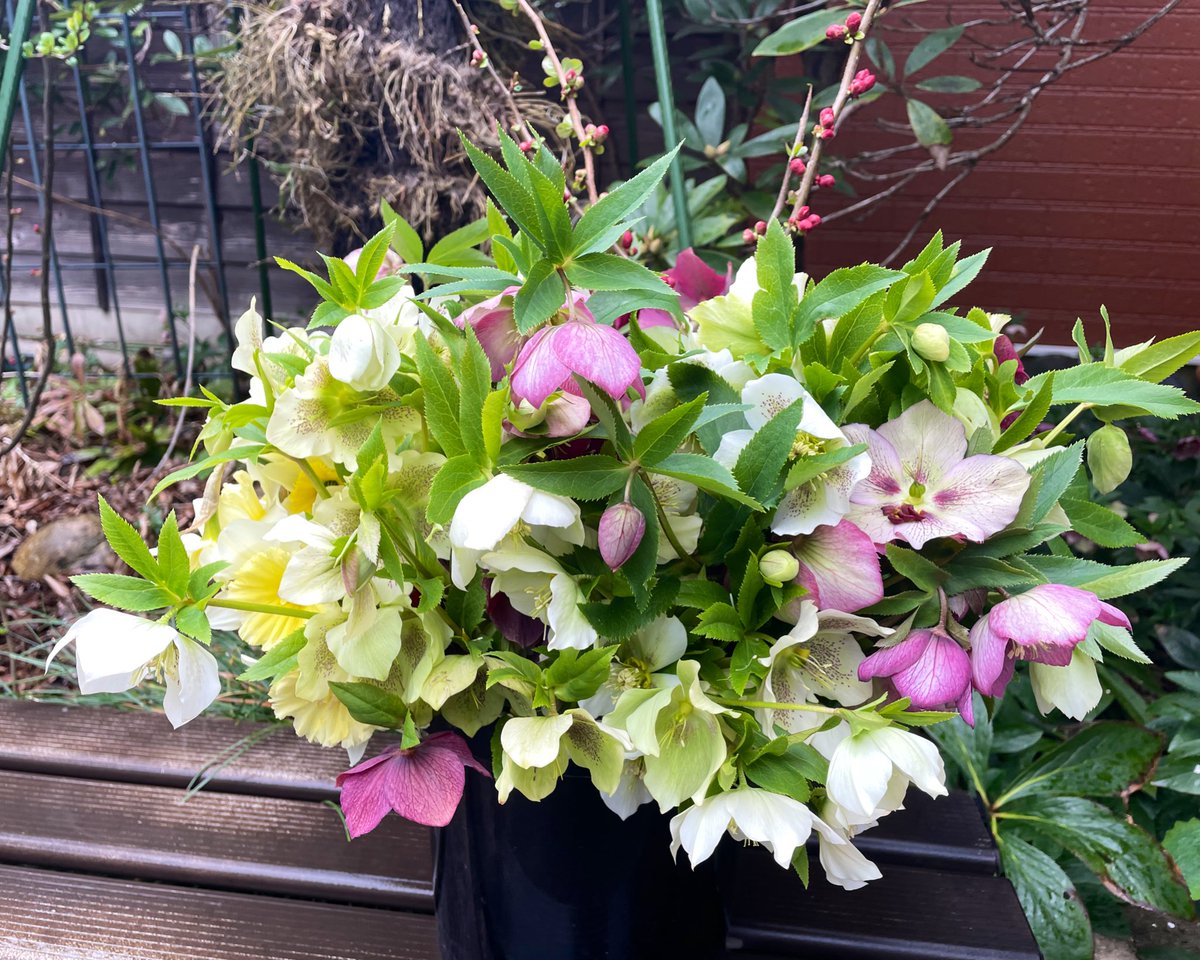 チシャ猫 tweet media