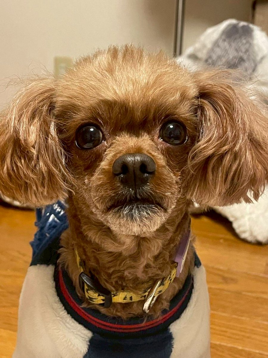 岡山県総社市長片岡聡一 tweet media